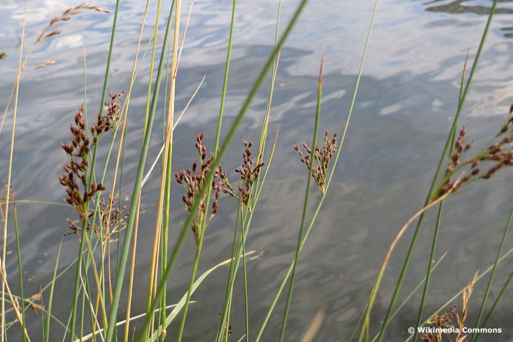 Blaugrüne Binse (Juncus inflexus), Moorbeetpflanzen