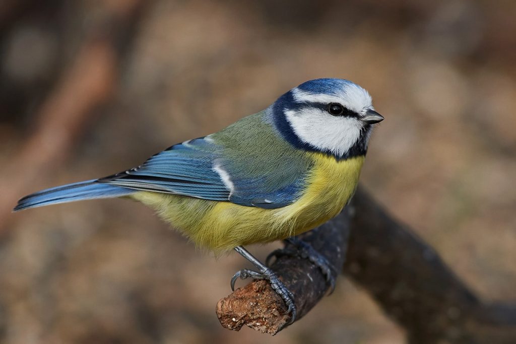 Blaumeise (Cyanistes caeruleus), heimische Vögel