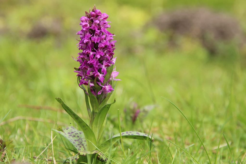 Breitblättrige Knabenkraut (Dactylorhiza majalis)