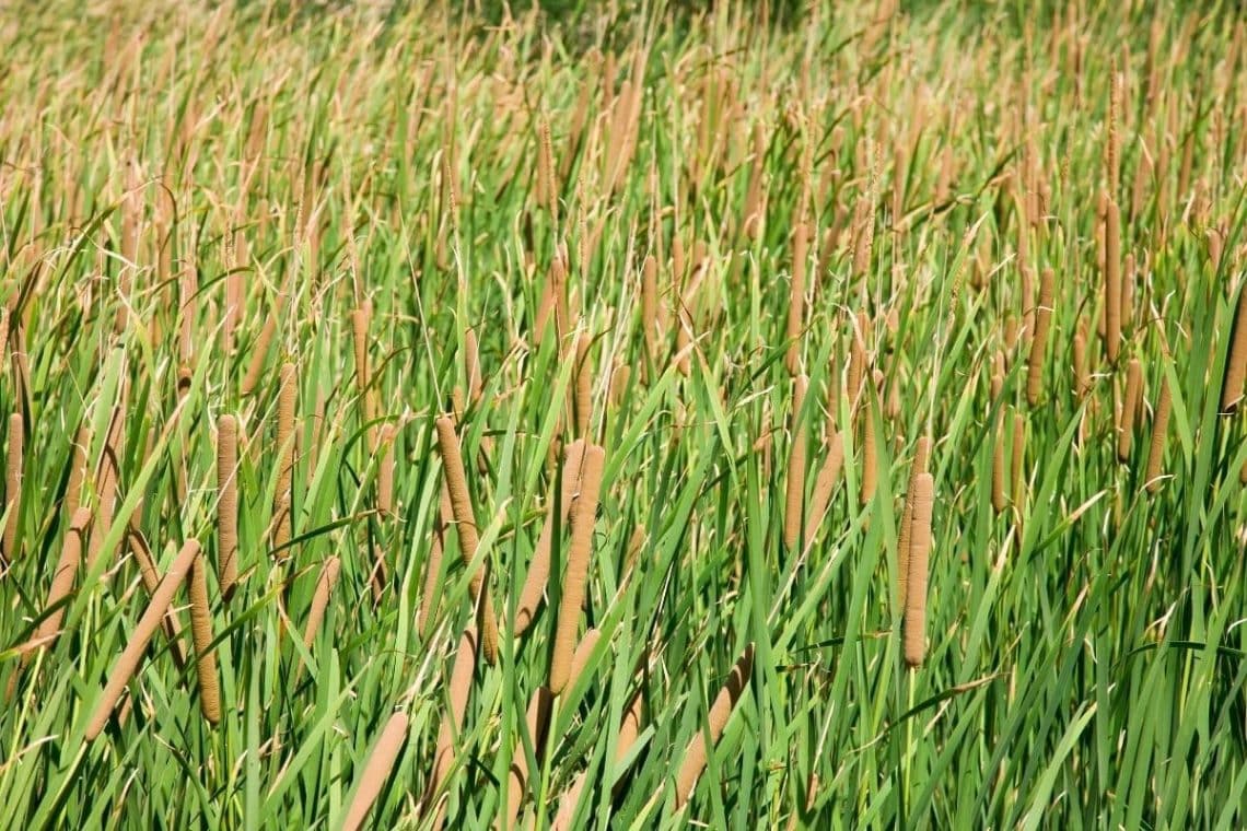 Breitblättriger Rohrkolben (Typha latifolia)