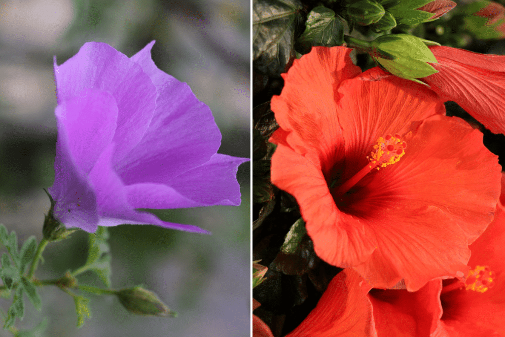 Bild: Eine blaue und eine rote Hibikusblüte zeigen die Farbenpracht und Vielfalt der Pflanze.