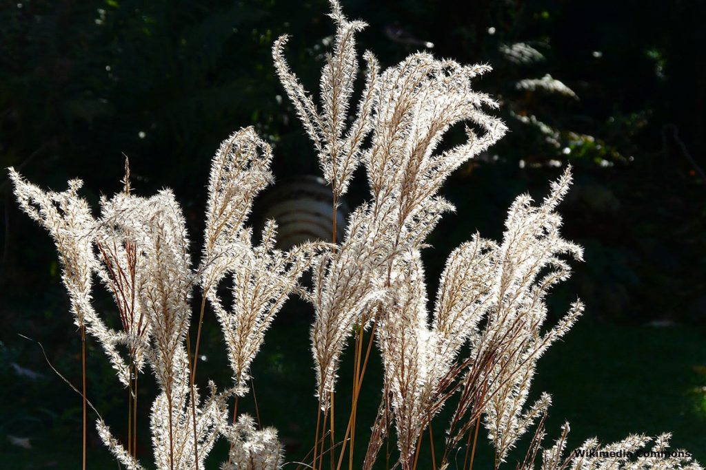 Chinaschilf 'Ferner Osten' (Miscanthus sinensis), hochwachsende Gräser