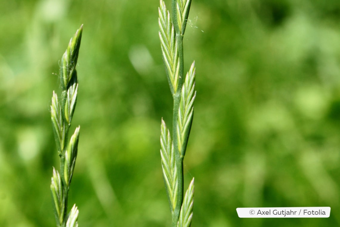 Deutsches Weidelgras (Lolium perenne)