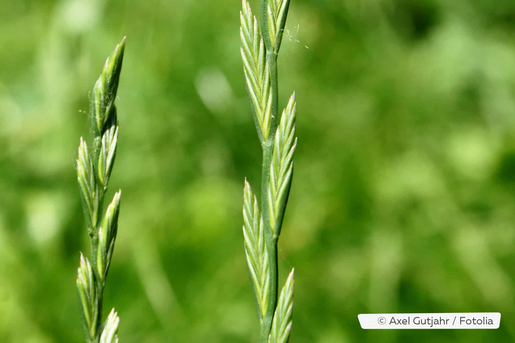 gr-serpollen-allergie-bl-tezeit-pollenkalender-zum-download