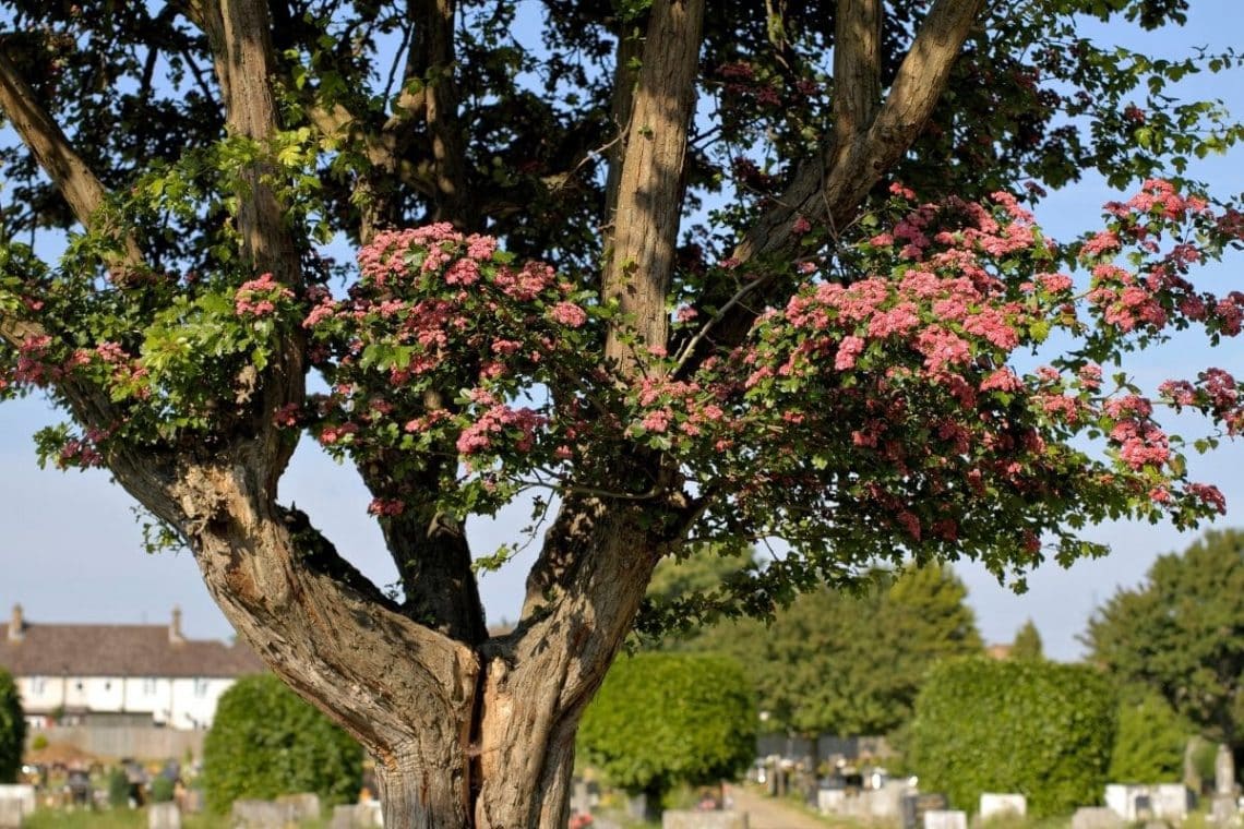 Echter Rotdorn Paul`s Scarlet (Crataegus laevigata Paul´s Scarlet)