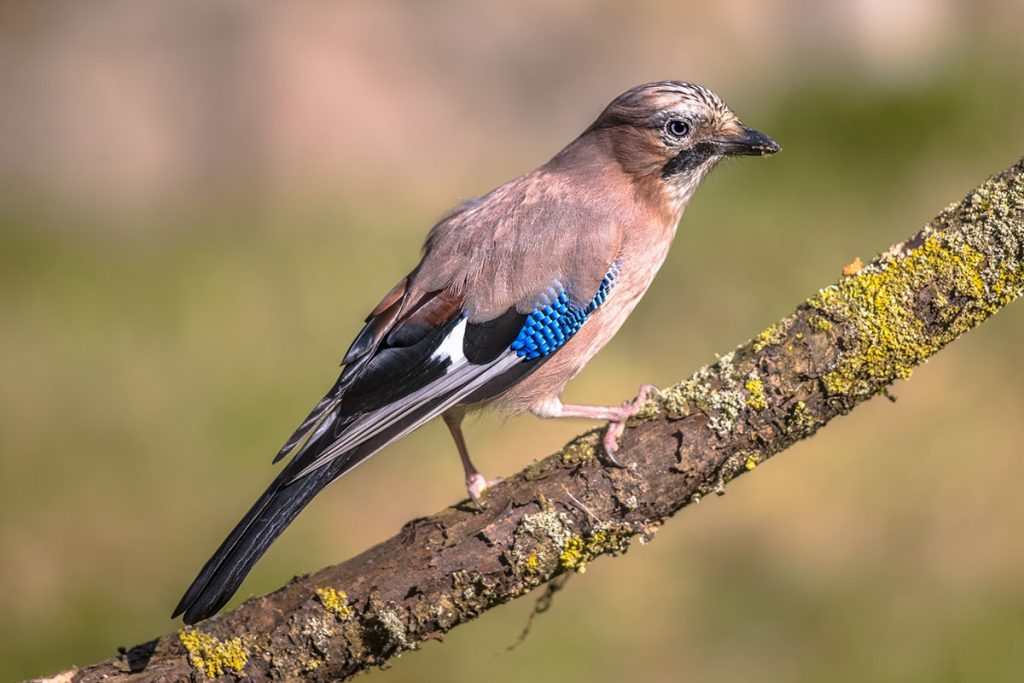 Eichelhäher (Garrulus glandarius)