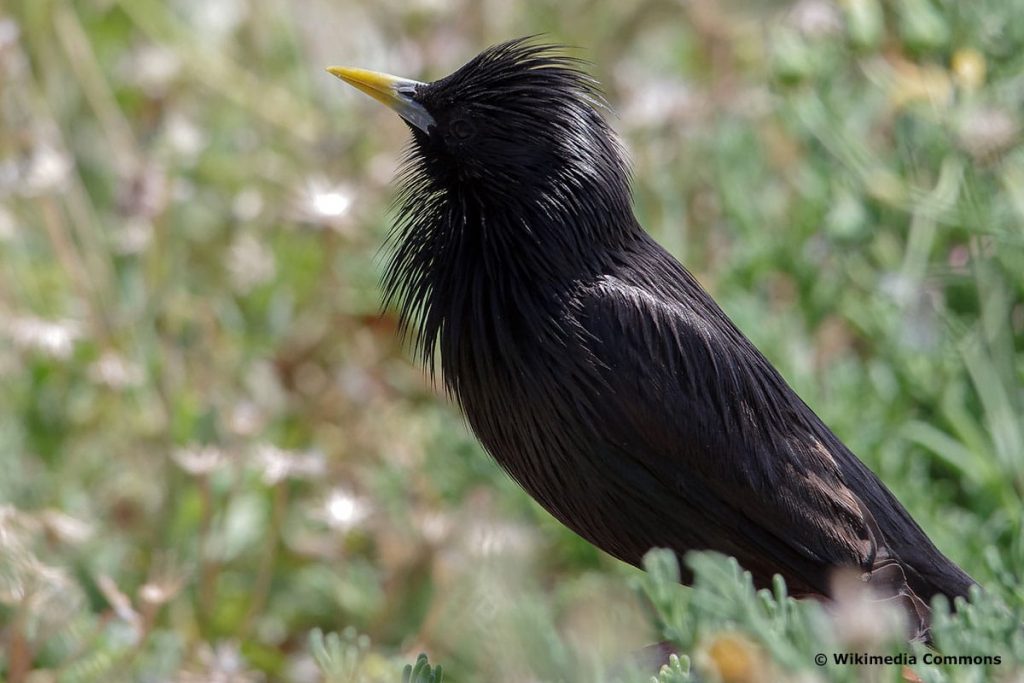 Einfarbstar (Sturnus unicolor)