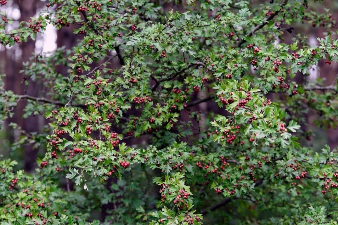 Eingriffeliger Weißdorn (Crataegus monogyna), Pfahlwurzler