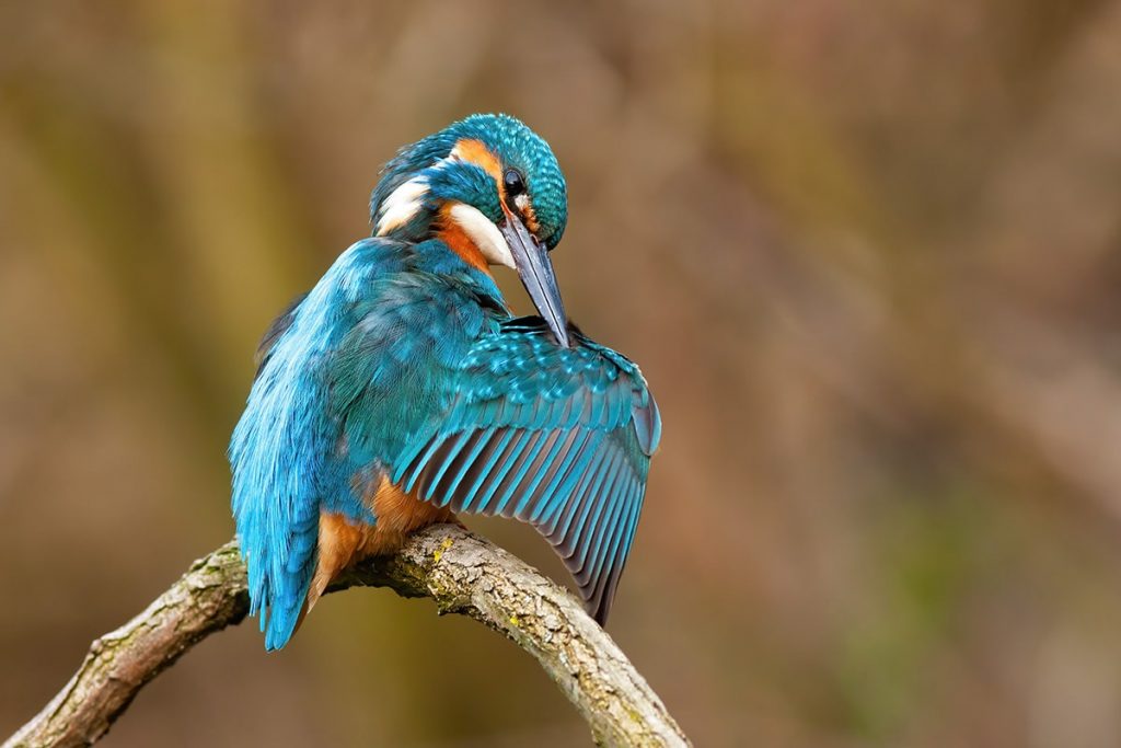 Eisvogel (Alcedo atthis), heimische Vögel