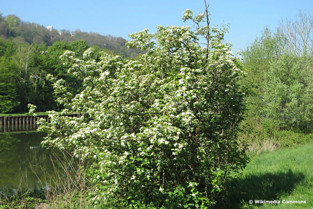 Elsbeere (Sorbus torminalis), Pfahlwurzler