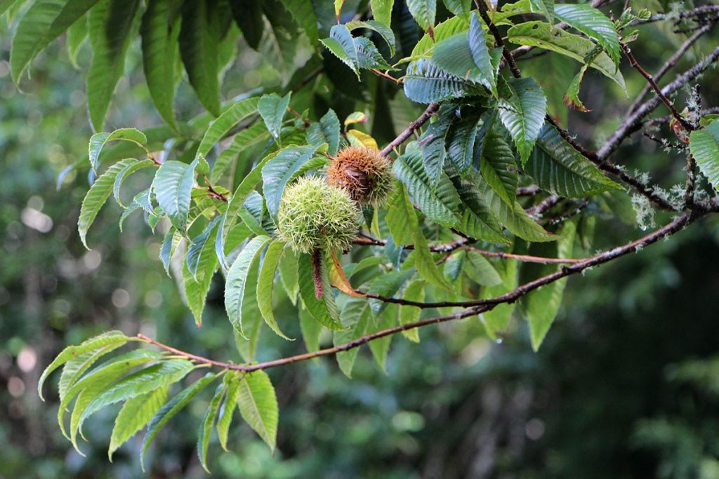 Esskastanie (Castanea sativa)