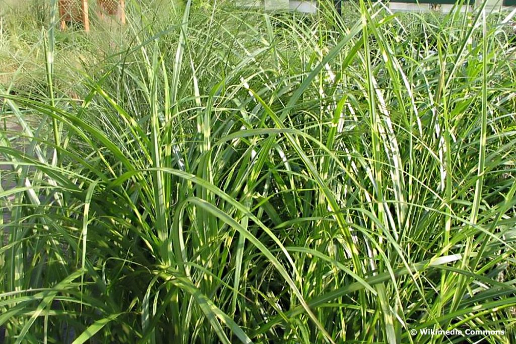 Feinhalm-Chinaschilf 'Gracillimus' (Miscanthus sinensis), hochwachsende Gräser