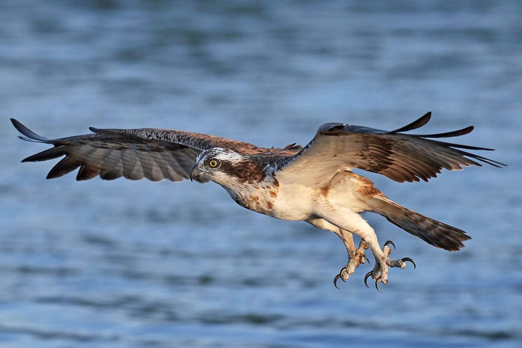 Fischadler (Pandion haliaetus)), heimische Greifvögel