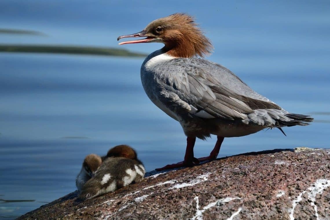 Gänsesäger (Mergus merganser)