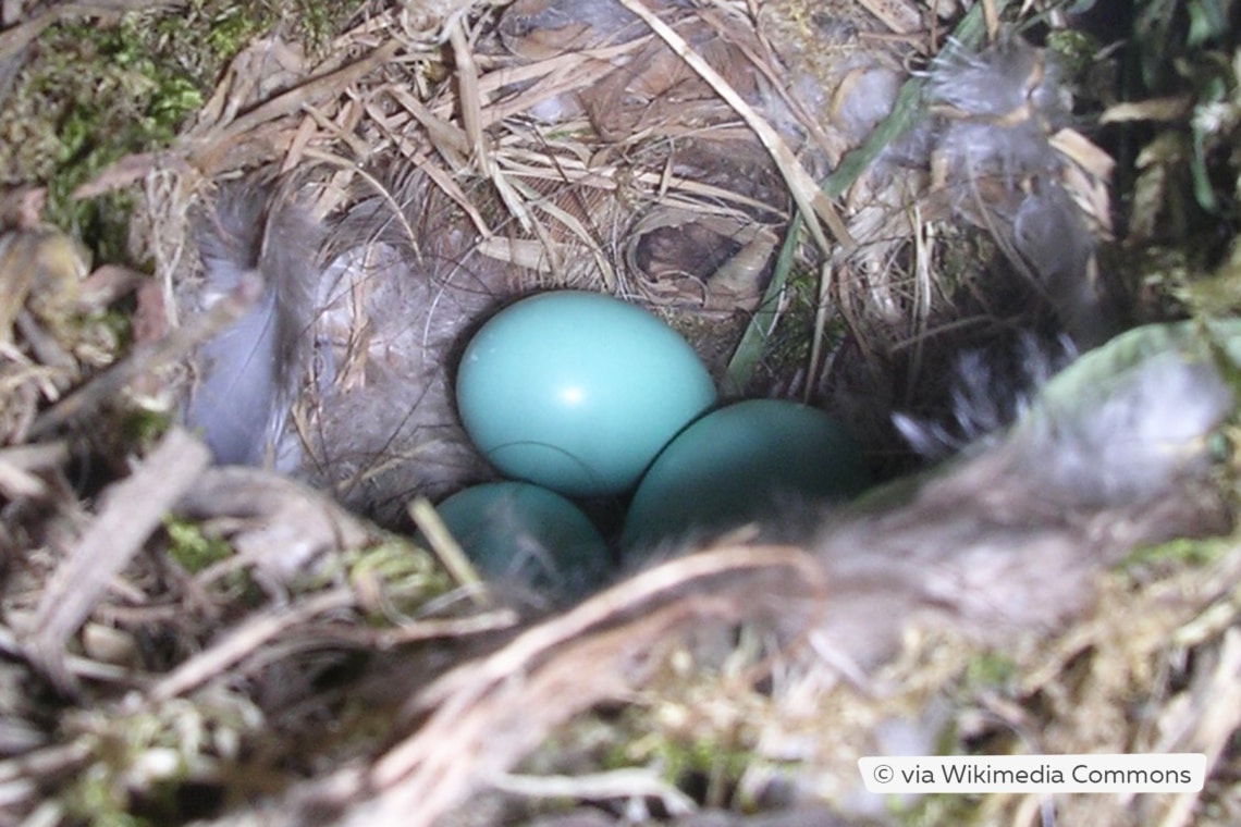 Nest des Gartenrotschwanzes mit Eiern