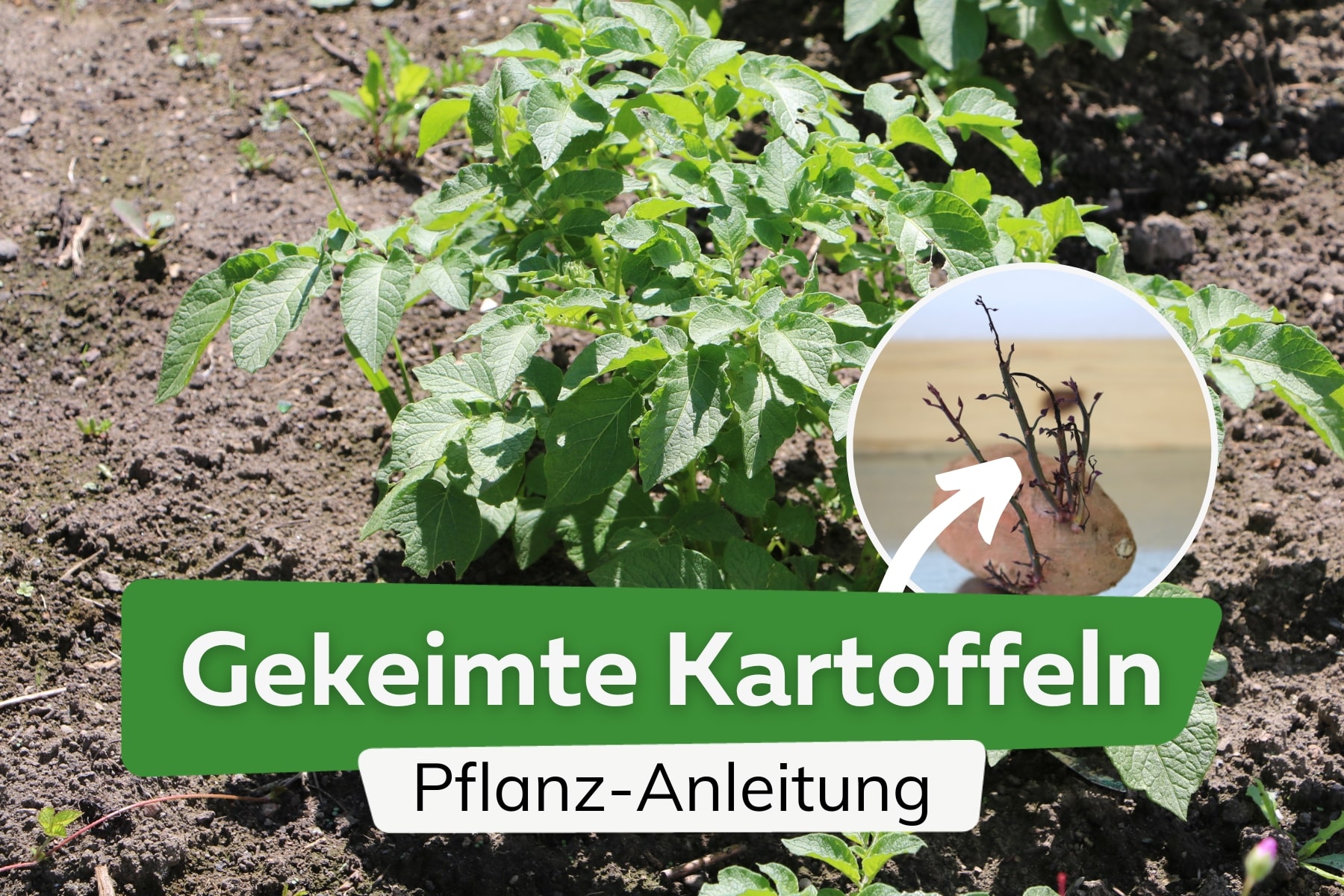 Gekeimte Kartoffeln pflanzen: das ist zu beachten