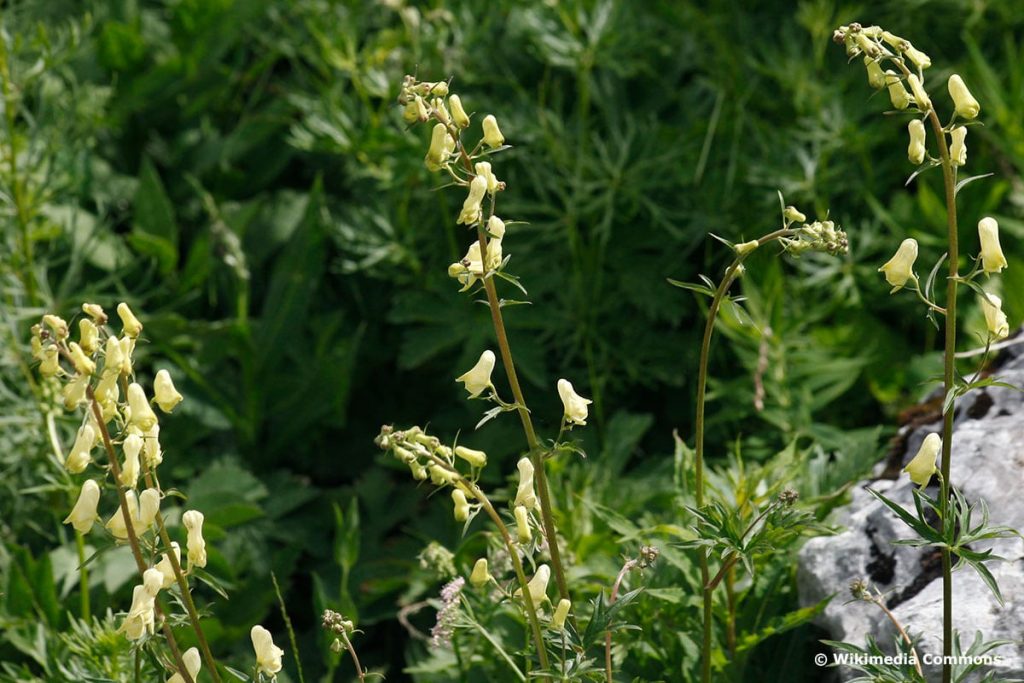 Gelber Eisenhut (Aconitum lycoctonum), psychoaktive Pflanzen