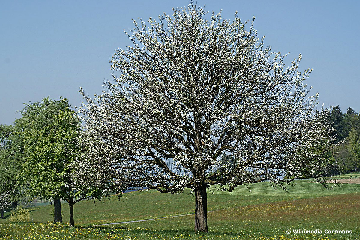 Pfahlwurzler 20 tiefwurzelnde Bäume & Sträucher