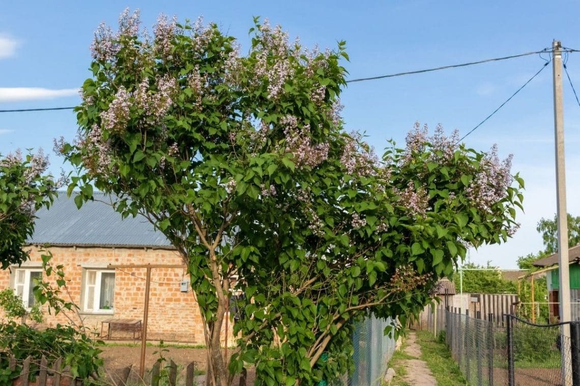 Gemeiner Flieder (Syringa vulgaris), Pfahlwurzler