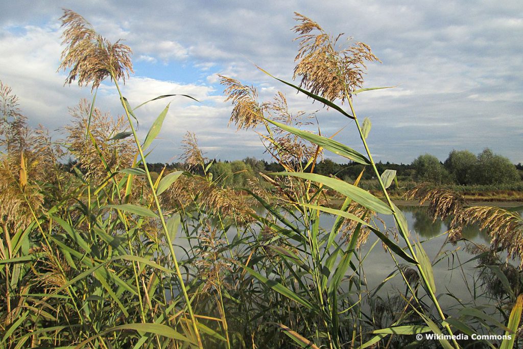 Gemeines Schilfrohr (Phragmites australis ssp. australis), hochwachsende Gräser