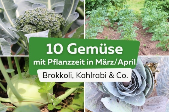 10 Gemüse, die man im März/April pflanzen kann