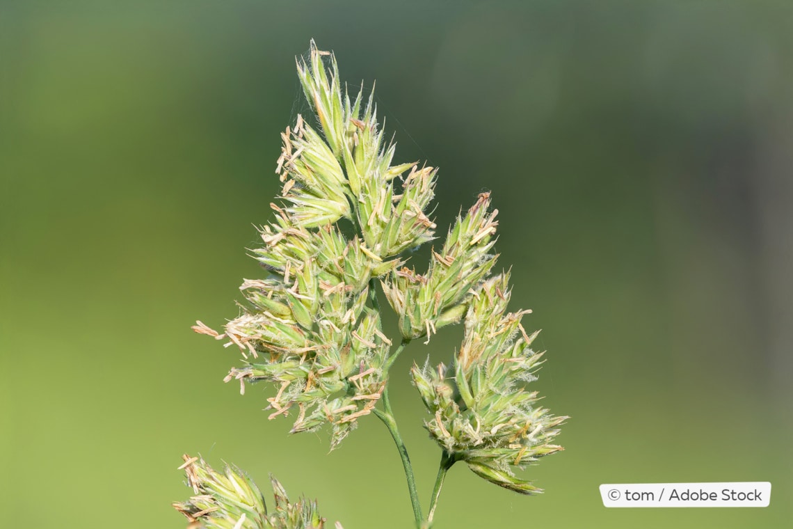 Gewöhnliches Knäuelgras (Dactylis glomerata)