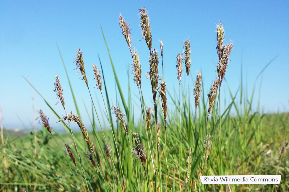 Gewöhnliches Ruchgras (Anthoxanthum odoratum)