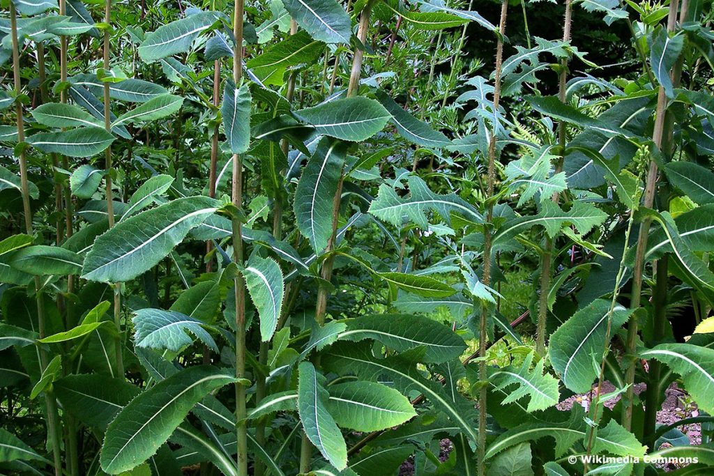 Gift-Lattich (Lactuca virosa), psychaktive Pflanzen