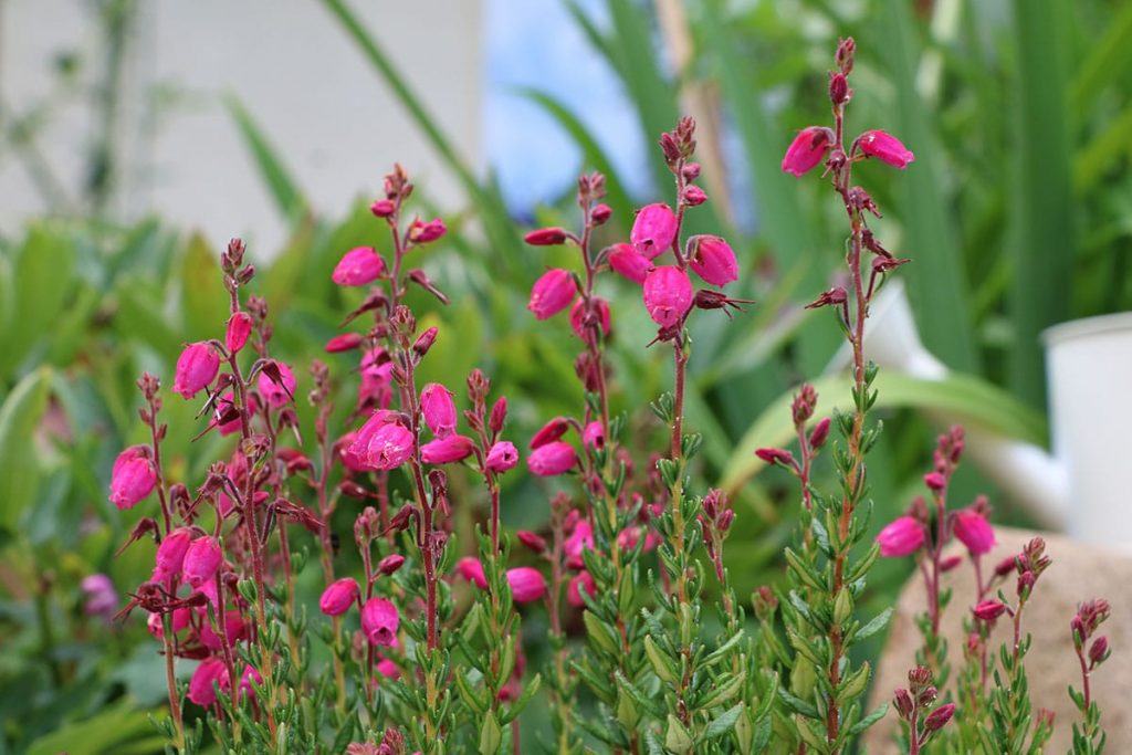 Glockenheide (Erica tetralix), Moorbeetpflanzen