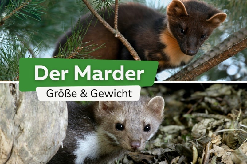 Größe und Gewicht: wie groß wird ein Marder?