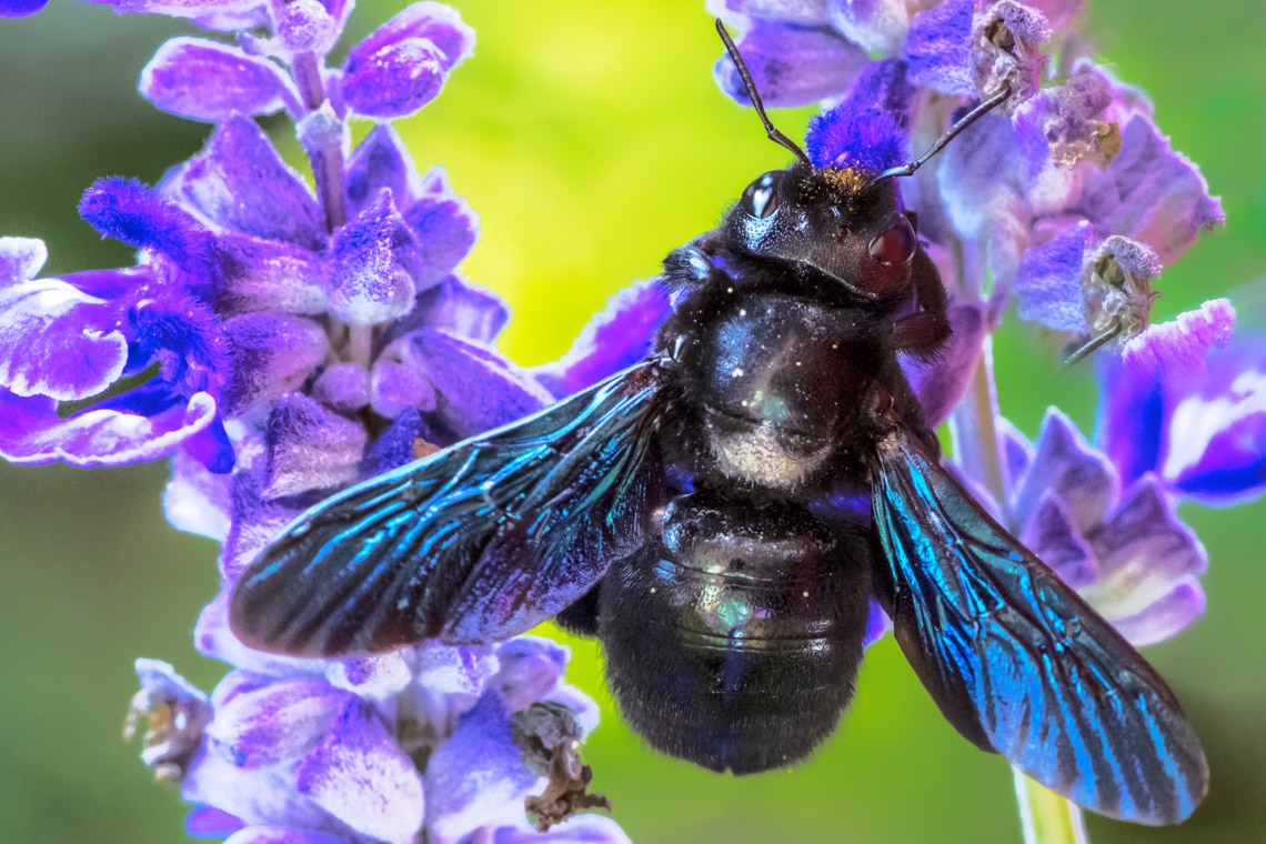 Große Holzbiene (Xylocopa violacea)