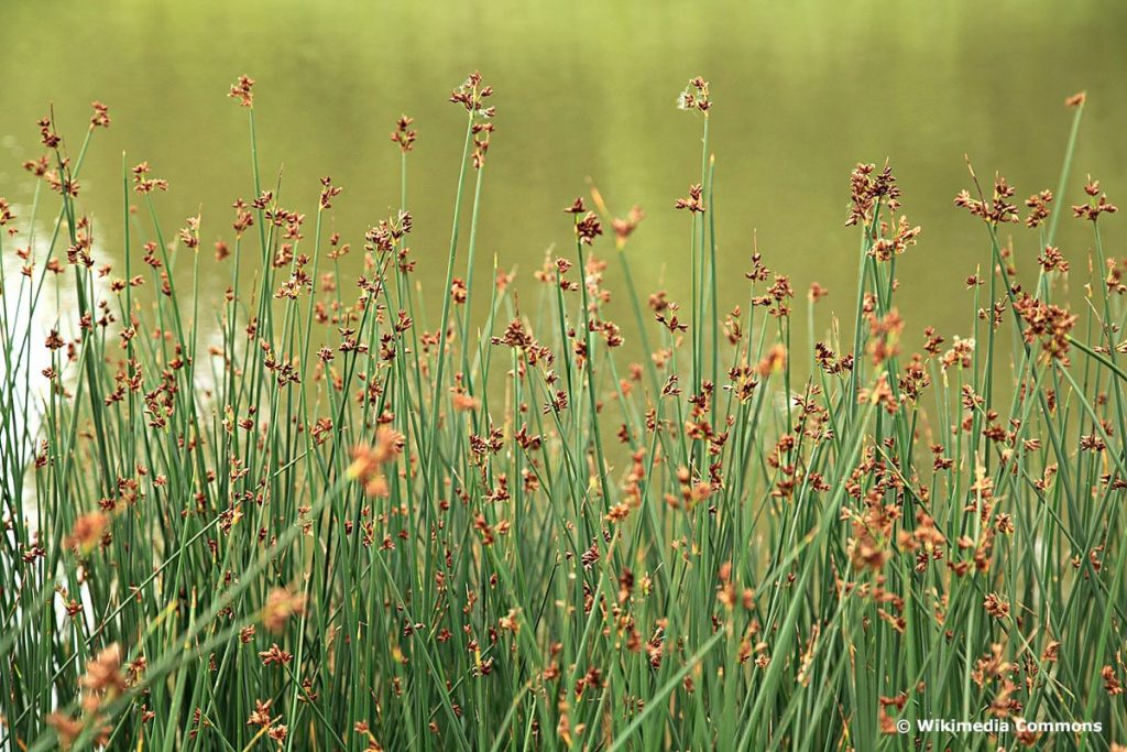 Grüne Teichbinse (Schoenoplectus lacustris), hochwachsende Gräser