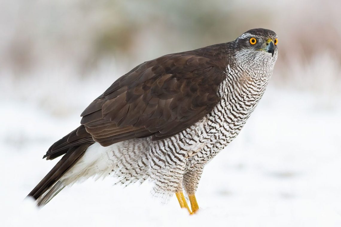 Habicht (Accipiter gentilis), heimische Greifvögel