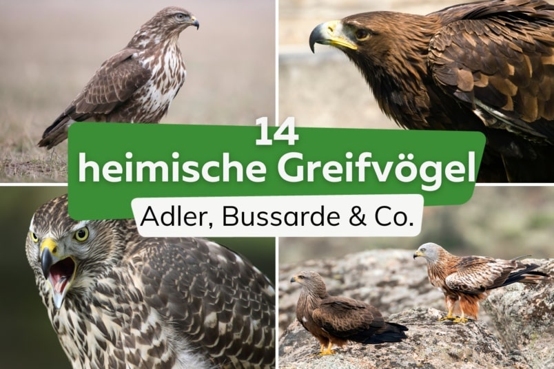 14 heimische Greifvögel in Deutschland bestimmen