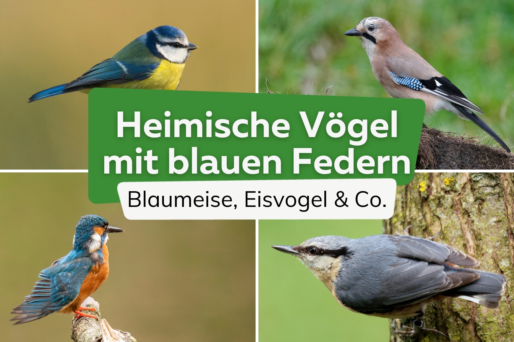 Heimischer Vogel mit blauen Federn