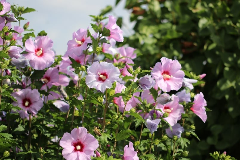 Blühender Hibiskus