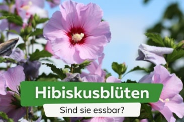 Sind Hibiskusblüten essbar