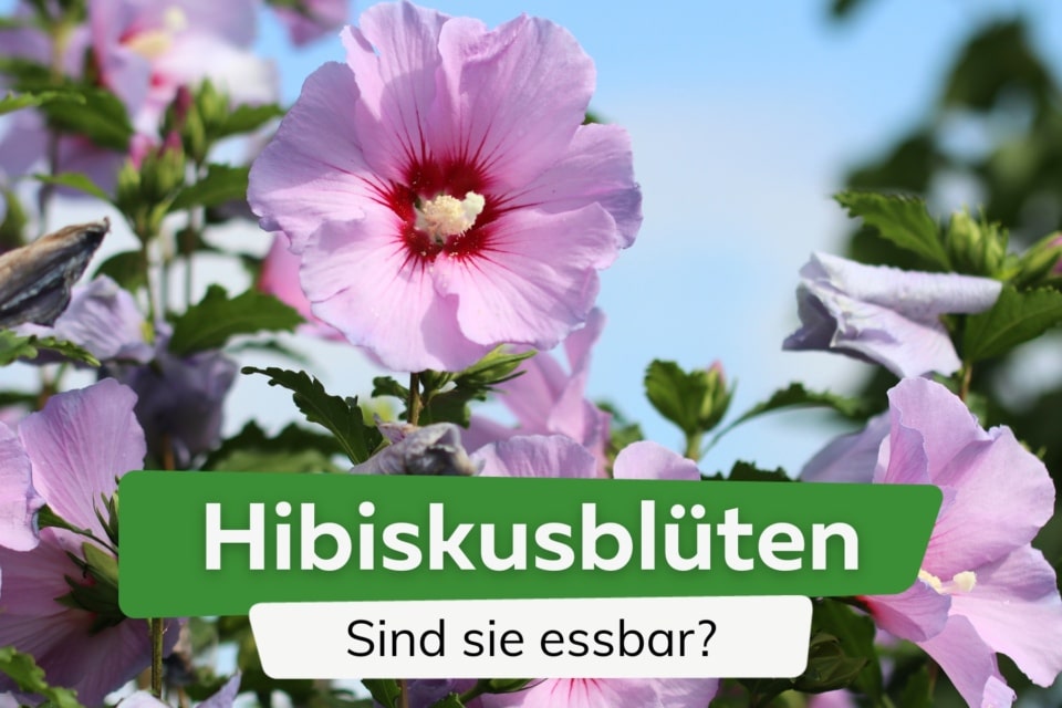 Läuse am Hibiskus was tun? Blattläuse bekämpfen