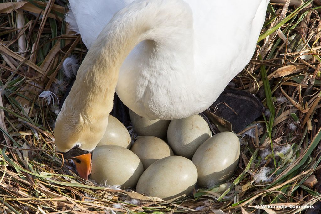 Höckerschwan mit seiner Brut