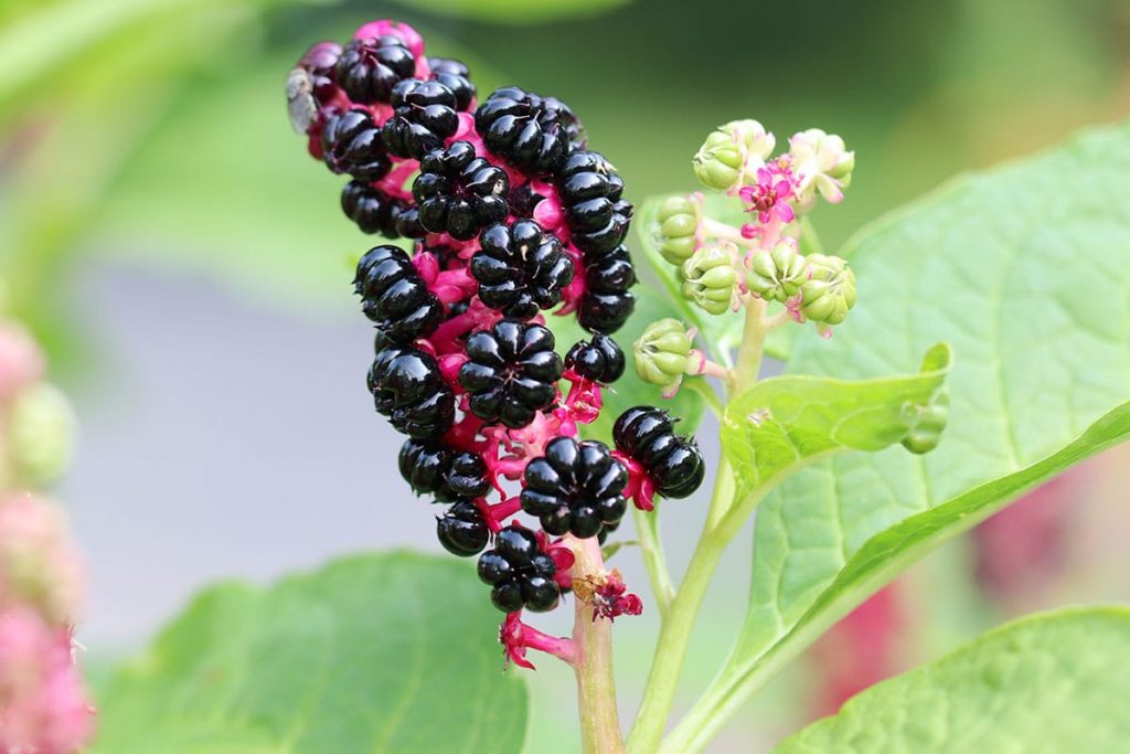 Asiatische / Indische Kermesbeere (Phytolacca acinosa)