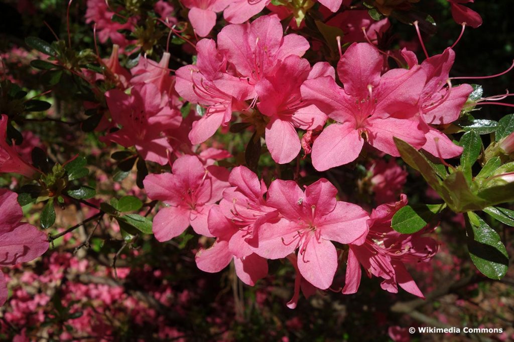 Rhododendron kaempferi