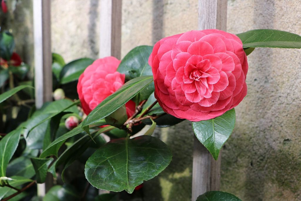 Kamelie (Camellia)