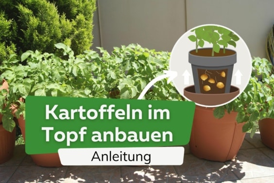 Kartoffeln im Topf anbauen | Anleitung zum einfachen Ernten