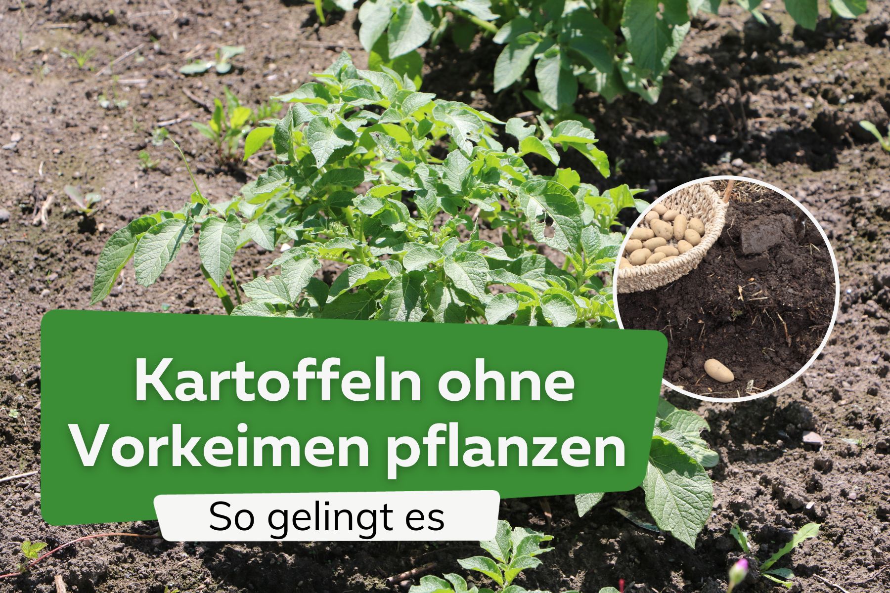 Kartoffeln ohne Vorkeimen pflanzen: so gelingt es