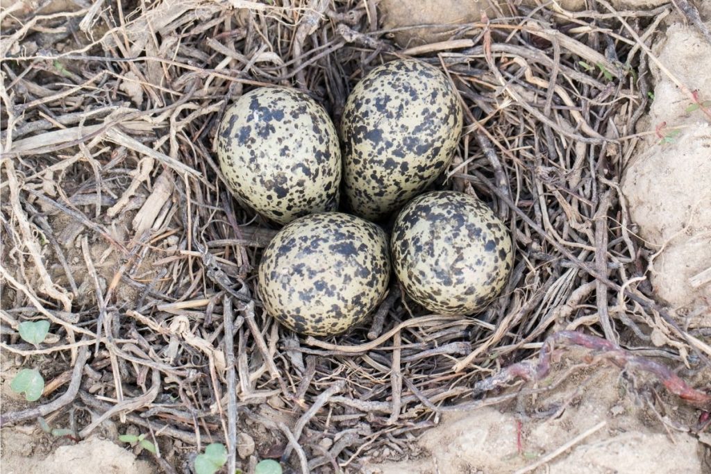 Nest vom Kiebitz