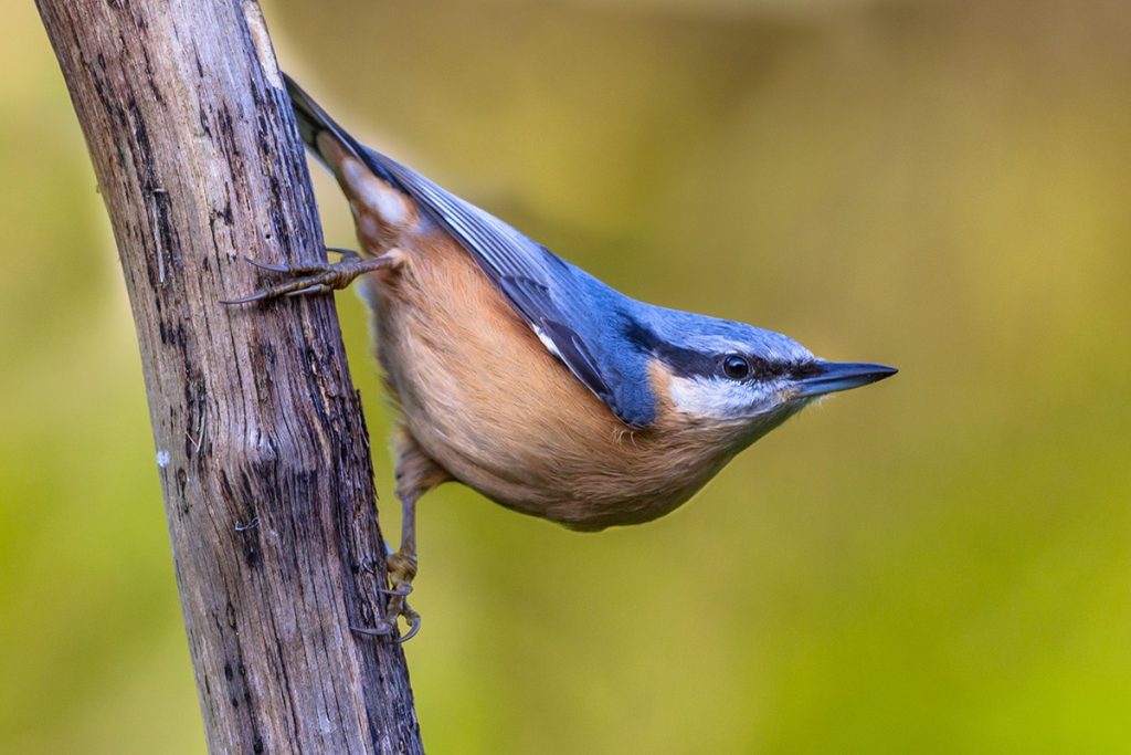 Kleiber (Sitta europaea)