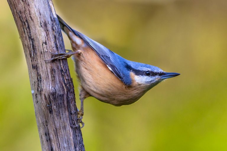 Heimischer Vogel Mit Blauen Federn heimischer-vogel-mit-blauen-federn