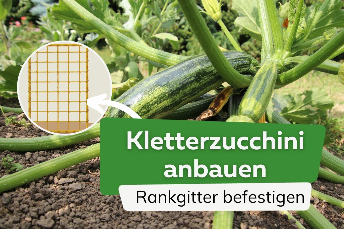 Kletterzucchini Zucchini an Rankhilfe hochbinden
