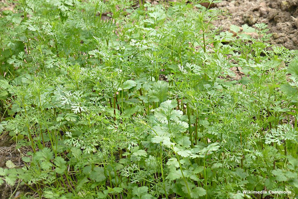 Koriander (Coriandrum sativum)