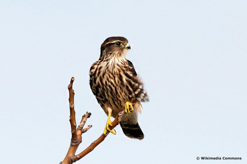 Merlin (Falco columbarius)